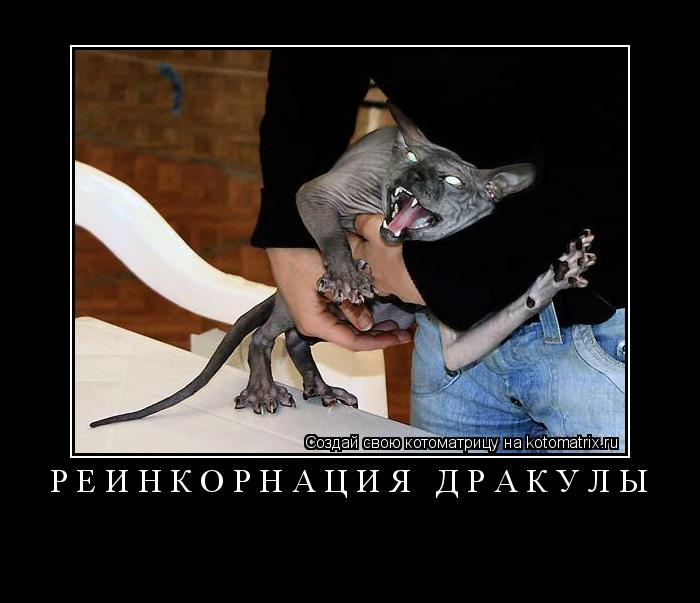 Реинкорнация Дракулы ... Котоматрица: Реинкорнация Дракулы