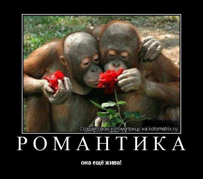 Романтика она ещё жива!... Котоматрица: Романтика она ещё жива!
