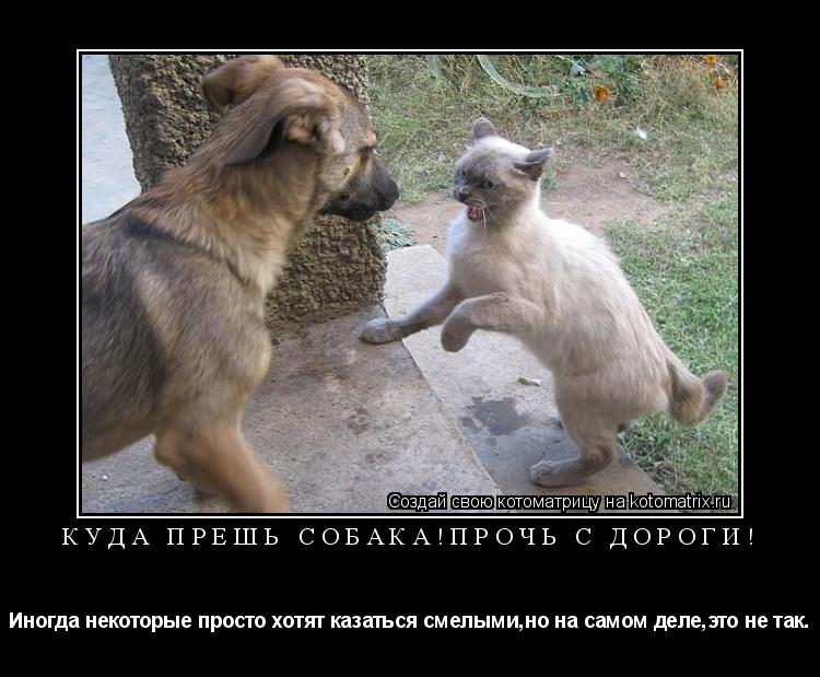 Куда прёшь собака!Прочь с дороги! Иногда некоторые просто хотят казаться смелыми,но на самом деле,это... Котоматрица: Куда прёшь собака!Прочь с дороги! Иногда некоторые просто хотят казаться смелыми,но на самом деле,это не так.