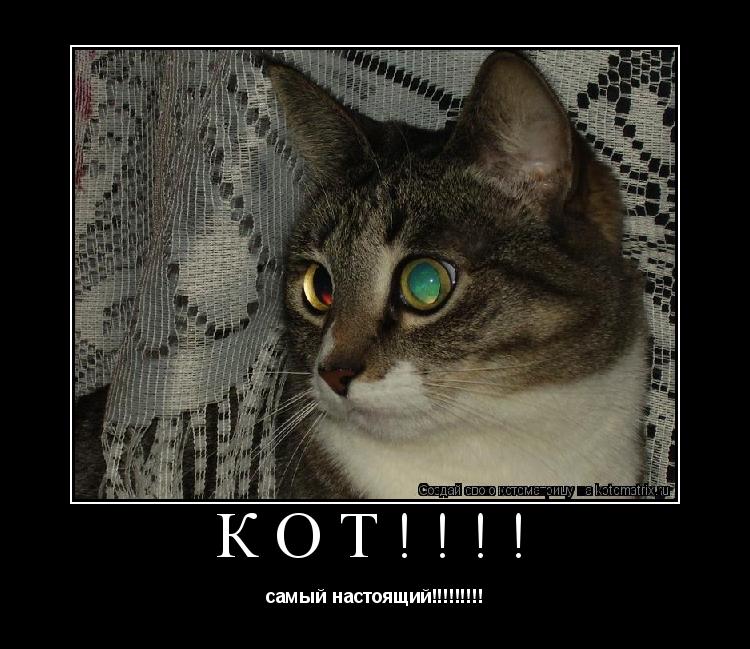 Кот!!!! самый настоящий!!!!!!!!!... Котоматрица: Кот!!!! самый настоящий!!!!!!!!!
