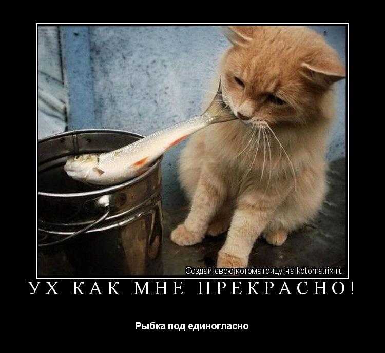 Ух как мне прекрасно! Рыбка под единогласно... Котоматрица: Ух как мне прекрасно! Рыбка под единогласно
