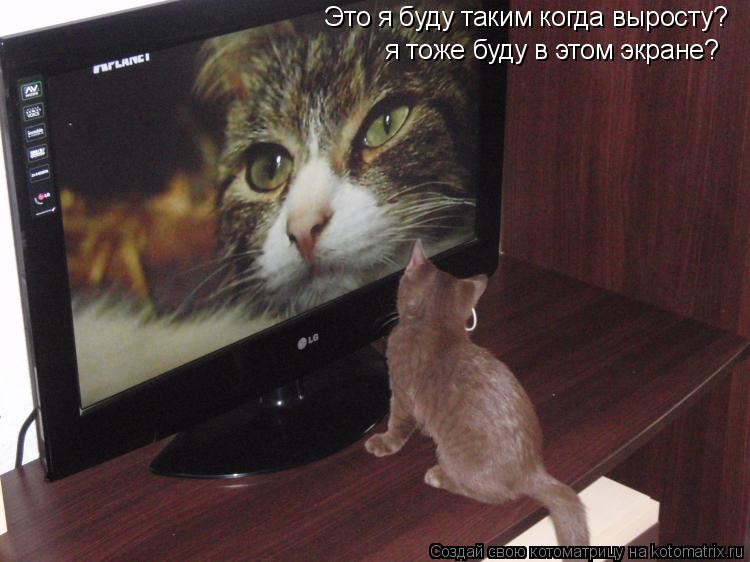 Это я буду таким когда выросту? я тоже буду в этом экране?... Котоматрица: Это я буду таким когда выросту? я тоже буду в этом экране?