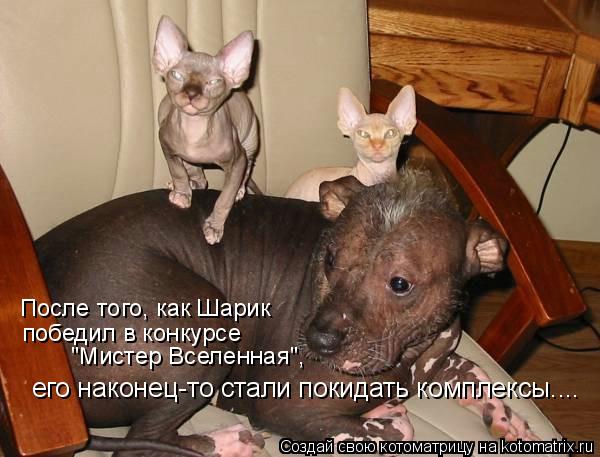 После того, как Шарик победил в конкурсе "Мистер Вселенная", его наконец-то стали покидать комплек... Котоматрица: После того, как Шарик победил в конкурсе "Мистер Вселенная", его наконец-то стали покидать комплексы....