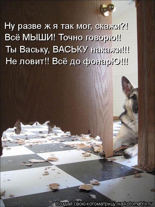 Ну разве ж я так мог, скажи?! Всё МЫШИ! Точно говорю!! Ты Ваську, ВАСЬКУ накажи!!! Не ловит!! Всё до ... Котоматрица: Ну разве ж я так мог, скажи?! Всё МЫШИ! Точно говорю!! Ты Ваську, ВАСЬКУ накажи!!! Не ловит!! Всё до фонарЮ!!!