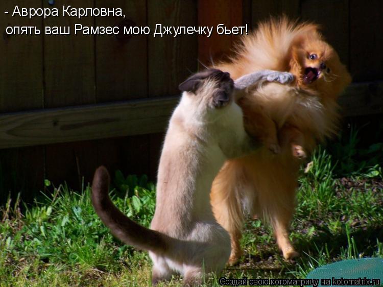 опять ваш Рамзес мою Джулечку бьет! - Аврора Карловна,... Котоматрица: опять ваш Рамзес мою Джулечку бьет! - Аврора Карловна,
