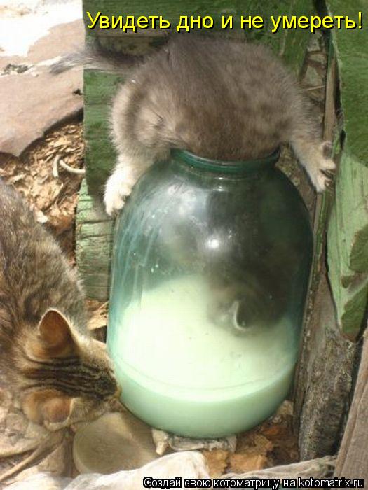 Увидеть дно и не умереть!... Котоматрица: Увидеть дно и не умереть!