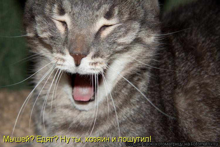 Мышей? Едят? Ну ты, хозяин и пошутил!... Котоматрица: Мышей? Едят? Ну ты, хозяин и пошутил!