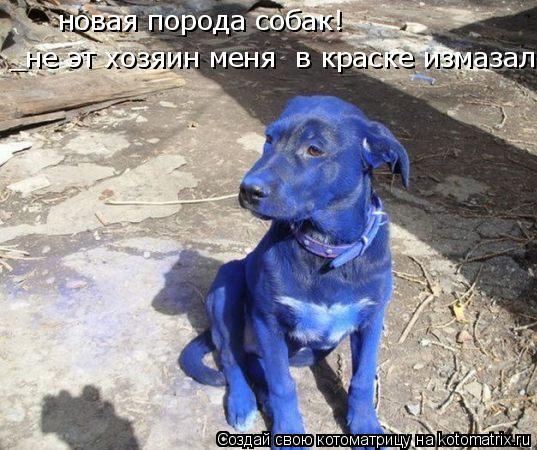 новая порода собак! _не эт хозяин меня в краске измазал... Котоматрица: новая порода собак! _не эт хозяин меня в краске измазал