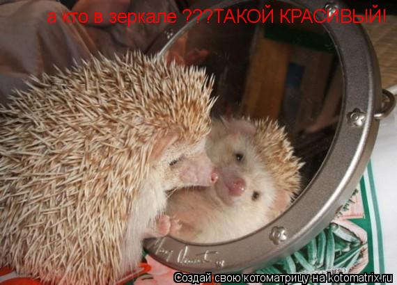 а кто в зеркале ???ТАКОЙ КРАСИВЫЙ!... Котоматрица: а кто в зеркале ???ТАКОЙ КРАСИВЫЙ!