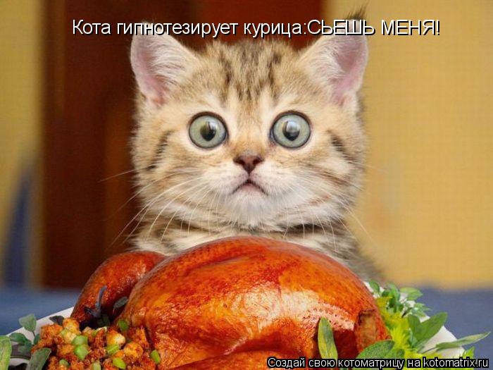 Кота гипнотезирует курица:СЬЕШЬ МЕНЯ!... Котоматрица: Кота гипнотезирует курица:СЬЕШЬ МЕНЯ!