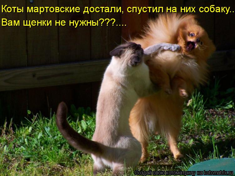 Коты мартовские достали, спустил на них собаку... Вам щенки не нужны???....... Котоматрица: Коты мартовские достали, спустил на них собаку... Вам щенки не нужны???....