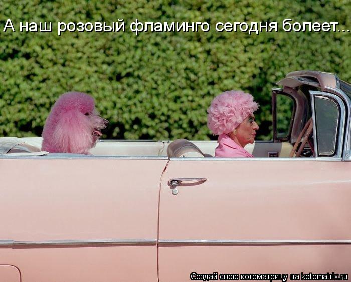 Котоматрица: А наш розовый фламинго сегодня болеет...