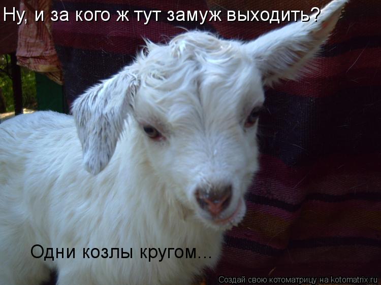 Ну, и за кого ж тут замуж выходить? Одни козлы кругом...... Котоматрица: Ну, и за кого ж тут замуж выходить? Одни козлы кругом...
