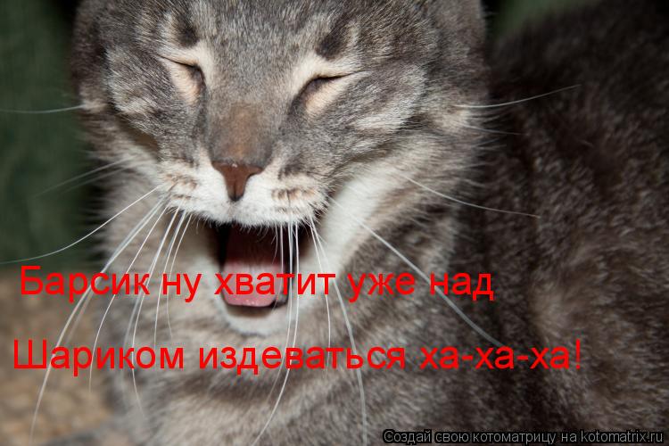 Барсик ну хватит уже над Шариком издеваться ха-ха-ха!... Котоматрица: Барсик ну хватит уже над Шариком издеваться ха-ха-ха!