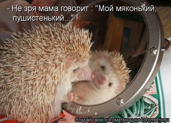 - Не зря мама говорит : "Мой мяконький, пушистенький..." !... Котоматрица: - Не зря мама говорит : "Мой мяконький, пушистенький..." !