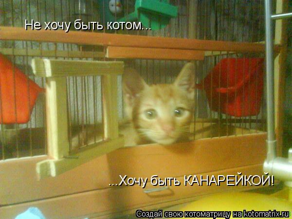 Не хочу быть котом... ...Хочу быть КАНАРЕЙКОЙ!... Котоматрица: Не хочу быть котом... ...Хочу быть КАНАРЕЙКОЙ!