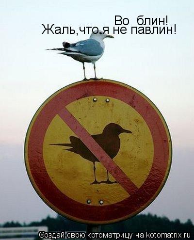 Во блин! Жаль,что я не павлин!... Котоматрица: Во блин! Жаль,что я не павлин!