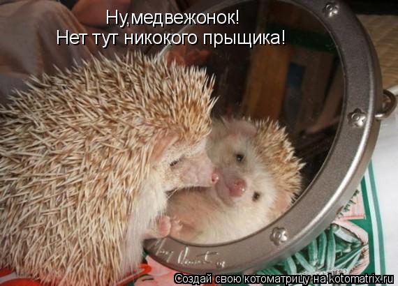 Ну,медвежонок! Нет тут никокого прыщика!... Котоматрица: Ну,медвежонок! Нет тут никокого прыщика!