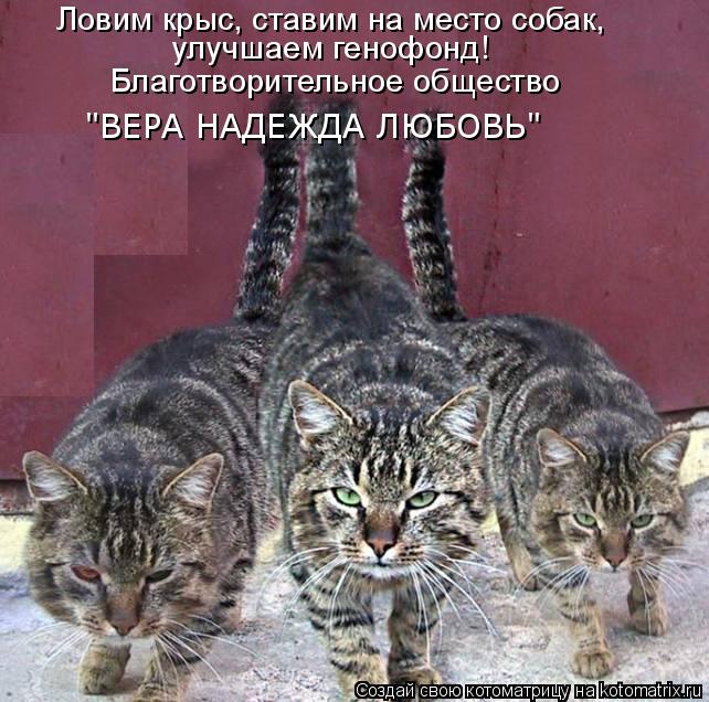 Ловим крыс, ставим на место собак, улучшаем генофонд! Благотворительное общество "ВЕРА НАДЕЖДА ЛЮБОВ... Котоматрица: Ловим крыс, ставим на место собак, улучшаем генофонд! Благотворительное общество "ВЕРА НАДЕЖДА ЛЮБОВЬ"