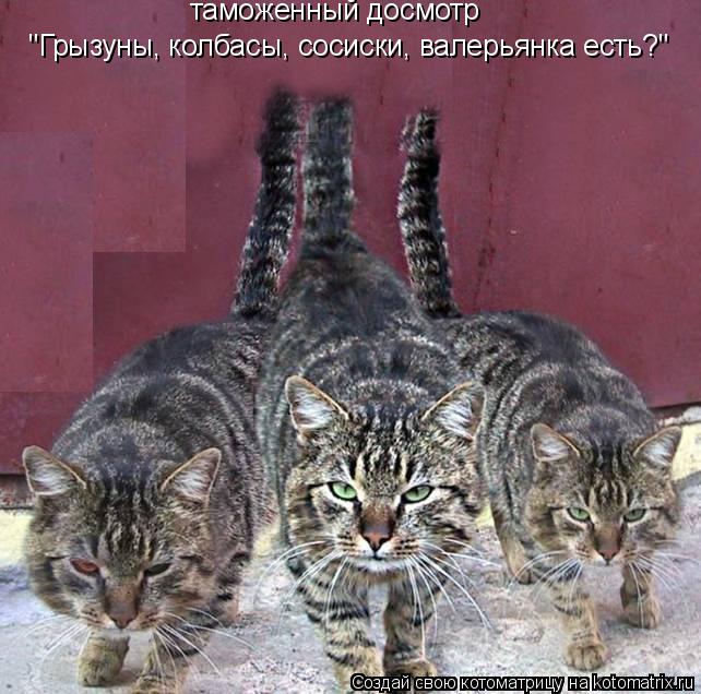 таможенный досмотр "Грызуны, колбасы, сосиски, валерьянка есть?"... Котоматрица: таможенный досмотр "Грызуны, колбасы, сосиски, валерьянка есть?"