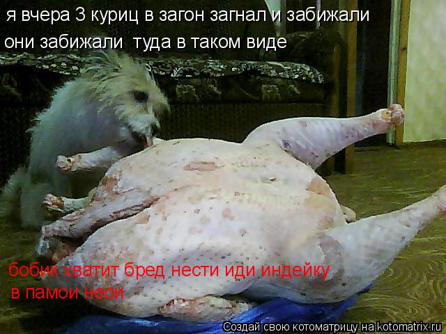 я вчера 3 куриц в загон загнал и забижали они забижали туда в таком виде бобик хватит бред нести иди... Котоматрица: я вчера 3 куриц в загон загнал и забижали они забижали туда в таком виде бобик хватит бред нести иди индейку в памои неси