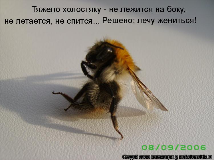 Тяжело холостяку - не лежится на боку, не летается, не спится... Решено: лечу жениться!... Котоматрица: Тяжело холостяку - не лежится на боку, не летается, не спится... Решено: лечу жениться!