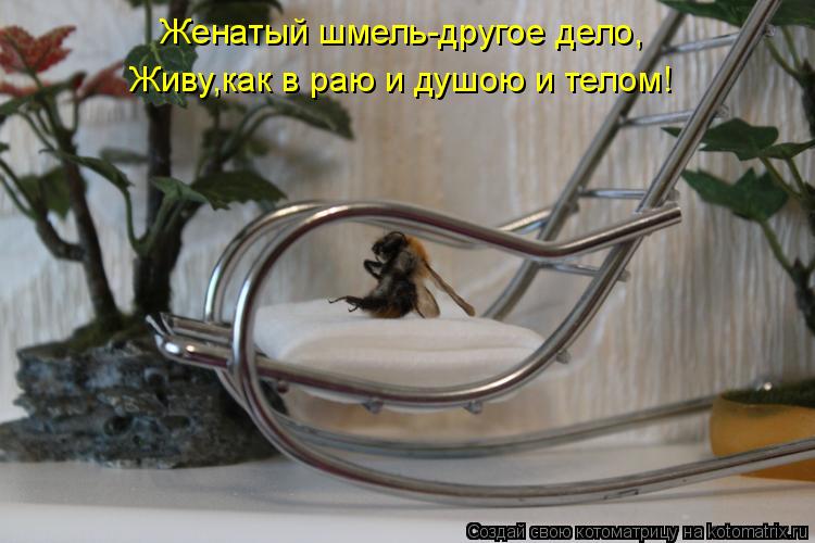 Живу,как в раю и душою и телом! Женатый шмель-другое дело,... Котоматрица: Живу,как в раю и душою и телом! Женатый шмель-другое дело,