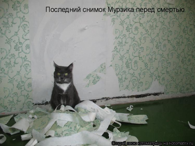 Последний снимок Мурзика перед смертью... Котоматрица: Последний снимок Мурзика перед смертью