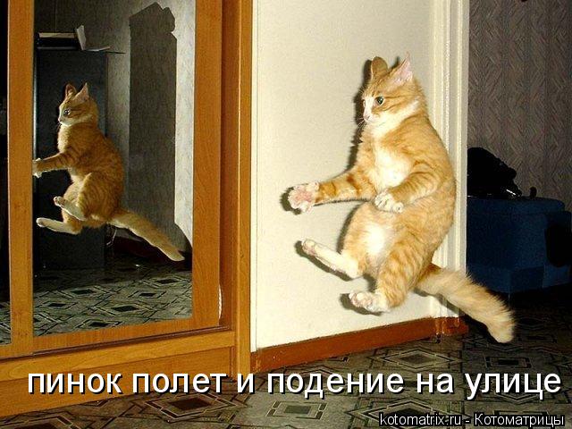пинок полет и подение на улице... Котоматрица: пинок полет и подение на улице