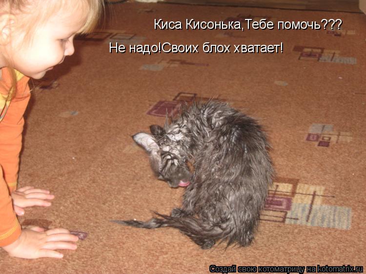 Киса Кисонька,Тебе помочь??? Не надо!Своих блох хватает!... Котоматрица: Киса Кисонька,Тебе помочь??? Не надо!Своих блох хватает!