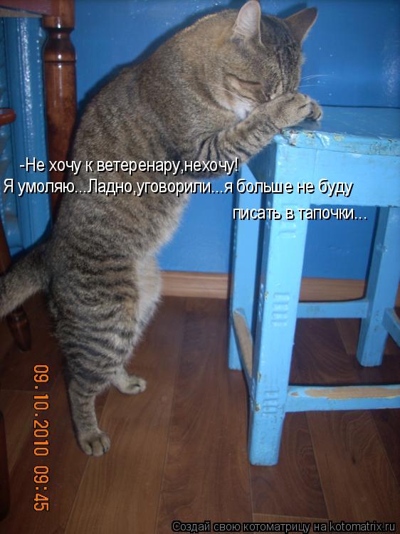 -Не хочу к ветеренару,нехочу! Я умоляю...Ладно,уговорили...я больше не буду писать в тапочки...... Котоматрица: -Не хочу к ветеренару,нехочу! Я умоляю...Ладно,уговорили...я больше не буду писать в тапочки...