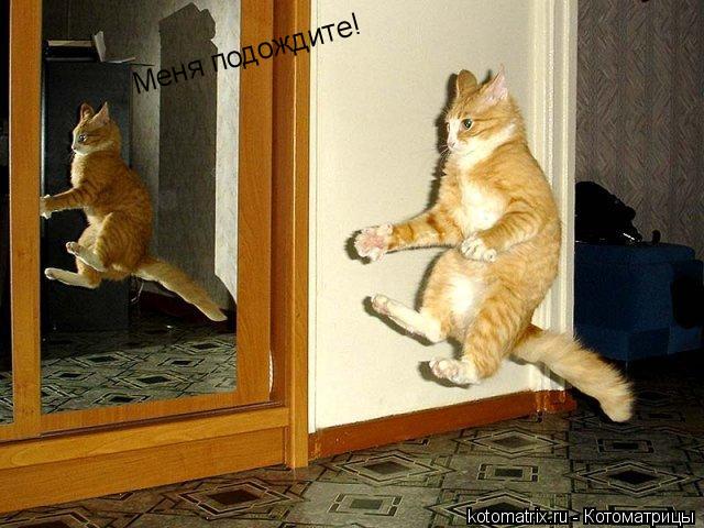 Меня подождите!... Котоматрица: Меня подождите!