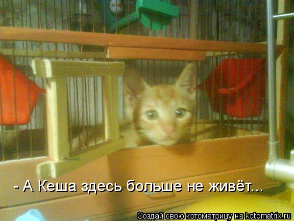 - А Кеша здесь больше не живёт...... Котоматрица: - А Кеша здесь больше не живёт...