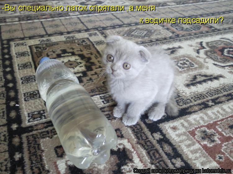 -Вы специально латок спрятали ,а меня к водичке подсадили?... Котоматрица: -Вы специально латок спрятали ,а меня к водичке подсадили?