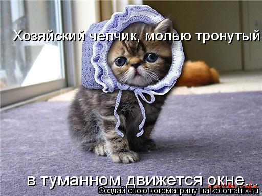 Хозяйский чепчик, молью тронутый, в туманном движется окне...... Котоматрица: Хозяйский чепчик, молью тронутый, в туманном движется окне...