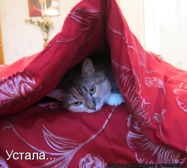 Устала...... Котоматрица: Устала...