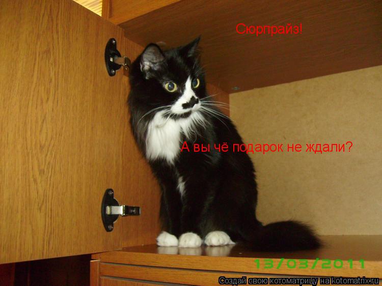 Сюрпрайз! А вы чё подарок не ждали?... Котоматрица: Сюрпрайз! А вы чё подарок не ждали?