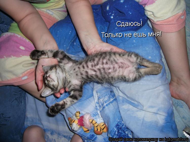 Сдаюсь! Только не ешь мня!... Котоматрица: Сдаюсь! Только не ешь мня!