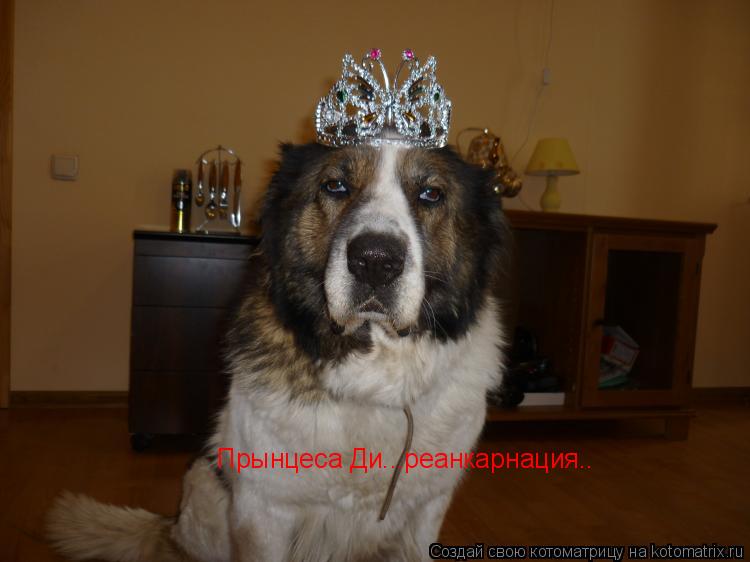 Прынцеса Ди...реанкарнация..... Котоматрица: Прынцеса Ди...реанкарнация..