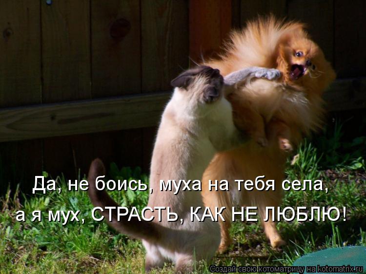 Да, не боись, муха на тебя села, а я мух, СТРАСТЬ, КАК НЕ ЛЮБЛЮ!... Котоматрица: Да, не боись, муха на тебя села, а я мух, СТРАСТЬ, КАК НЕ ЛЮБЛЮ!