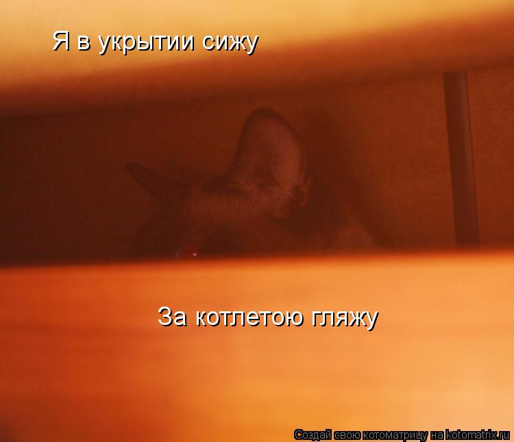 Я в укрытии сижу За котлетою гляжу... Котоматрица: Я в укрытии сижу За котлетою гляжу