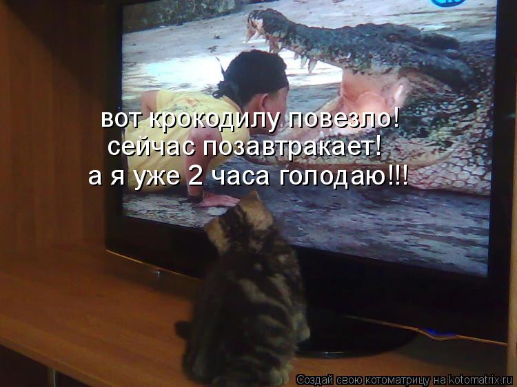 вот крокодилу повезло! сейчас позавтракает! а я уже 2 часа голодаю!!!... Котоматрица: вот крокодилу повезло! сейчас позавтракает! а я уже 2 часа голодаю!!!