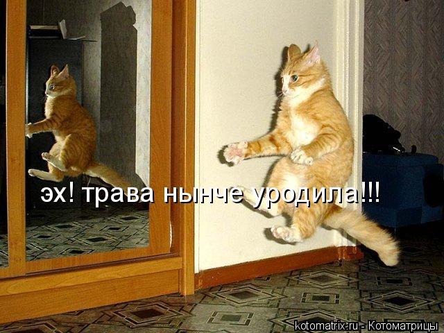 эх! трава нынче уродила!!!... Котоматрица: эх! трава нынче уродила!!!
