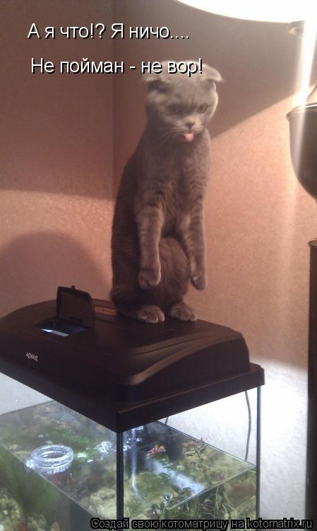 А я что!? Я ничо.... Не пойман - не вор!... Котоматрица: А я что!? Я ничо.... Не пойман - не вор!