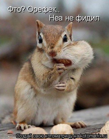 Фто? Орефек.. Неа не фидил... Котоматрица: Фто? Орефек.. Неа не фидил
