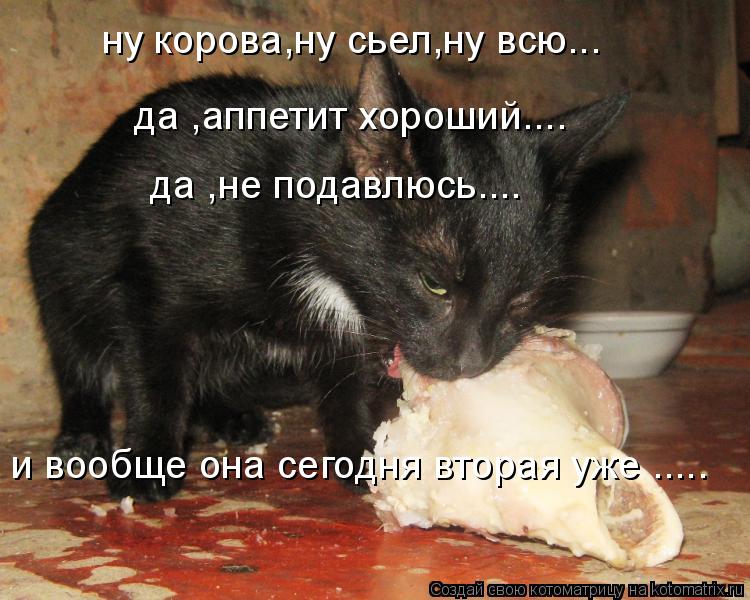 ну корова,ну сьел,ну всю... да ,аппетит хороший.... да ,не подавлюсь.... и вообще она сегодня вторая ... Котоматрица: ну корова,ну сьел,ну всю... да ,аппетит хороший.... да ,не подавлюсь.... и вообще она сегодня вторая уже .....