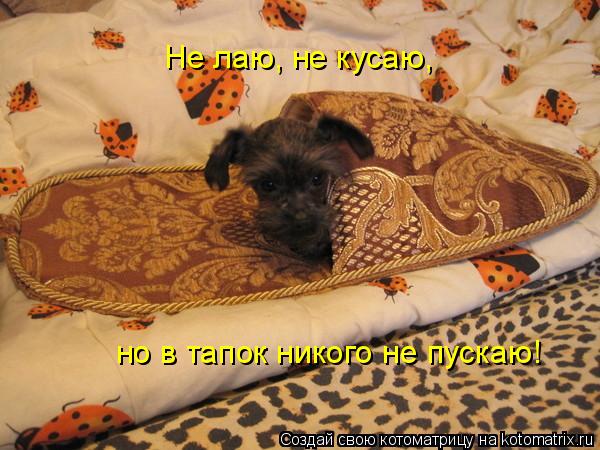 Не лаю, не кусаю, но в тапок никого не пускаю!... Котоматрица: Не лаю, не кусаю, но в тапок никого не пускаю!