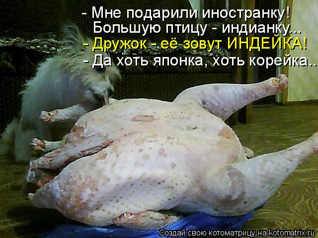 - Мне подарили иностранку! Большую птицу - индианку... - Дружок - её зовут ИНДЕЙКА! - Да хоть японка,... Котоматрица: - Мне подарили иностранку! Большую птицу - индианку... - Дружок - её зовут ИНДЕЙКА! - Да хоть японка, хоть корейка...