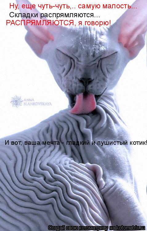 РАСПРЯМЛЯЮТСЯ, я говорю! Ну, еще чуть-чуть,.. самую малость... Складки распрямляются... И вот, ваша... Котоматрица: РАСПРЯМЛЯЮТСЯ, я говорю! Ну, еще чуть-чуть,.. самую малость... Складки распрямляются... И вот, ваша мечта - гладкий и пушистый котик!