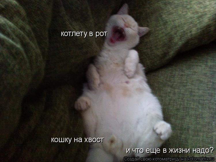 котлету в рот кошку на хвост и что еще в жизни надо?... Котоматрица: котлету в рот кошку на хвост и что еще в жизни надо?